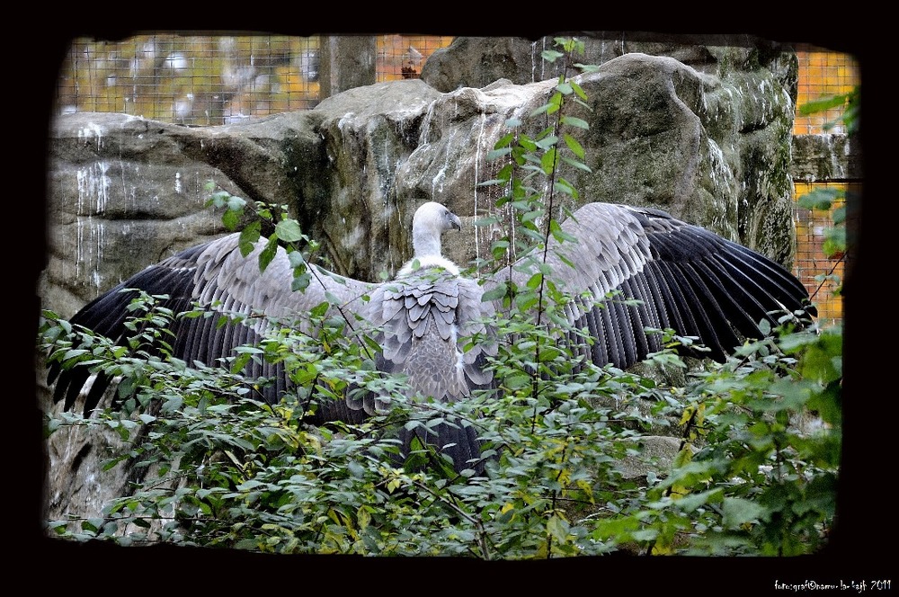 Gänsegeier ... schaut mal, sooo groß bin ich :-)