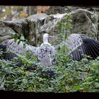 Gänsegeier ... schaut mal, sooo groß bin ich :-)