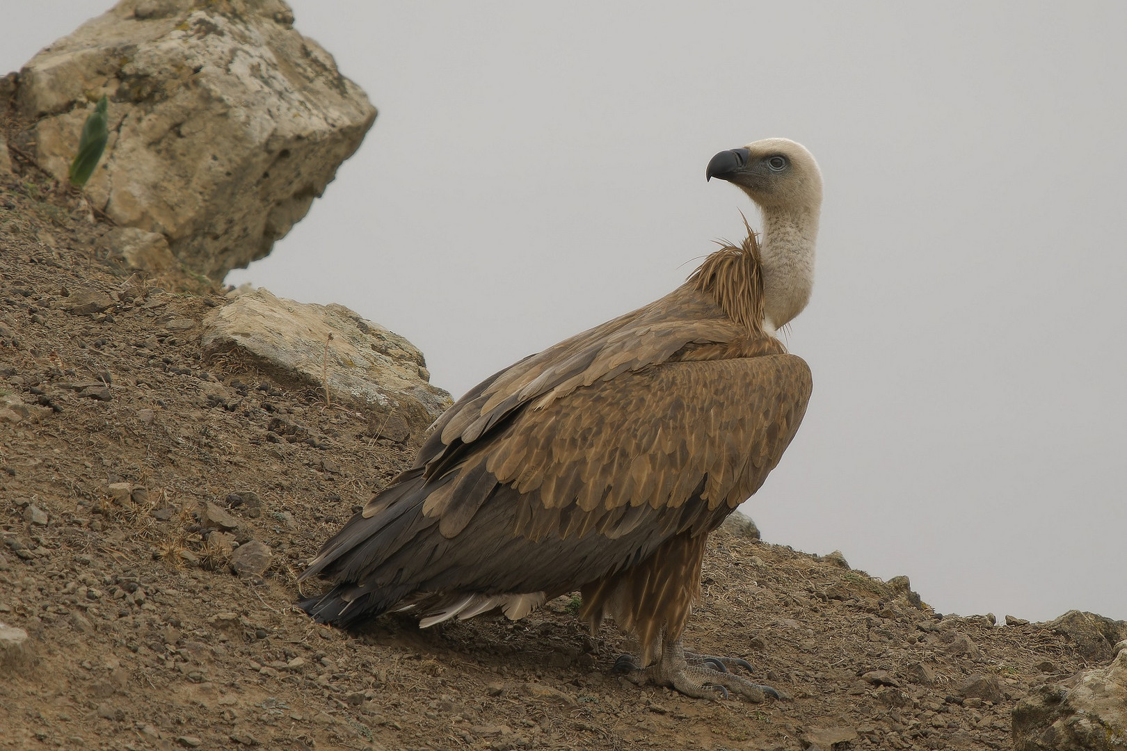 Gänsegeier sind für mich einfach wunderschöne Vögel!