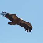 Gänsegeier über den "Gorges du Verdon" N° 2