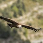 Gänsegeier über der Gorge de la Jonte