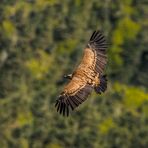 Gänsegeier über der Gorge de la Jonte (2)