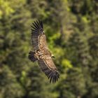 Gänsegeier über der Gorge de la Jonte (4)