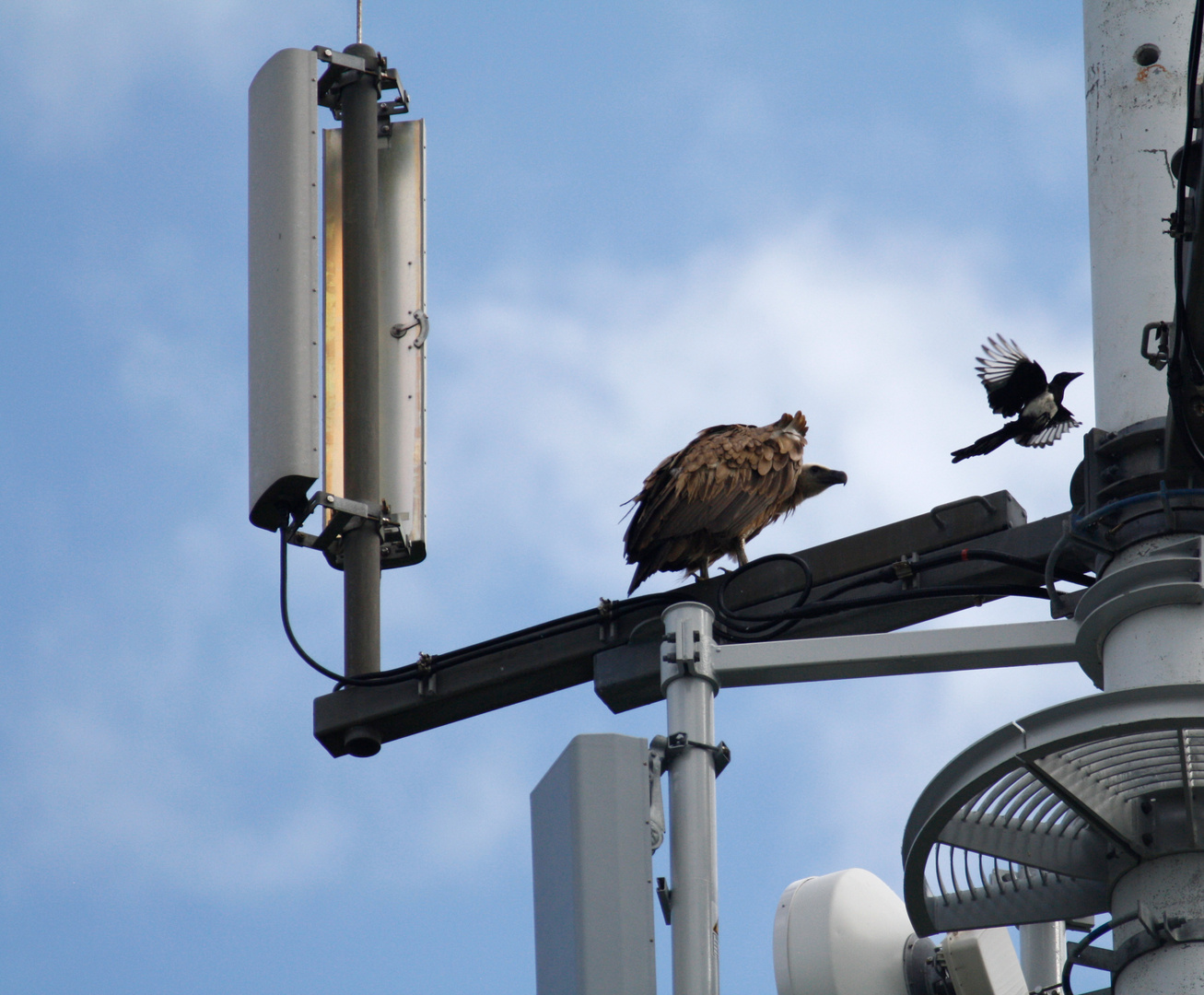 Gänsegeier und Elster auf Langeoog