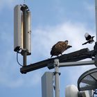 Gänsegeier und Elster auf Langeoog