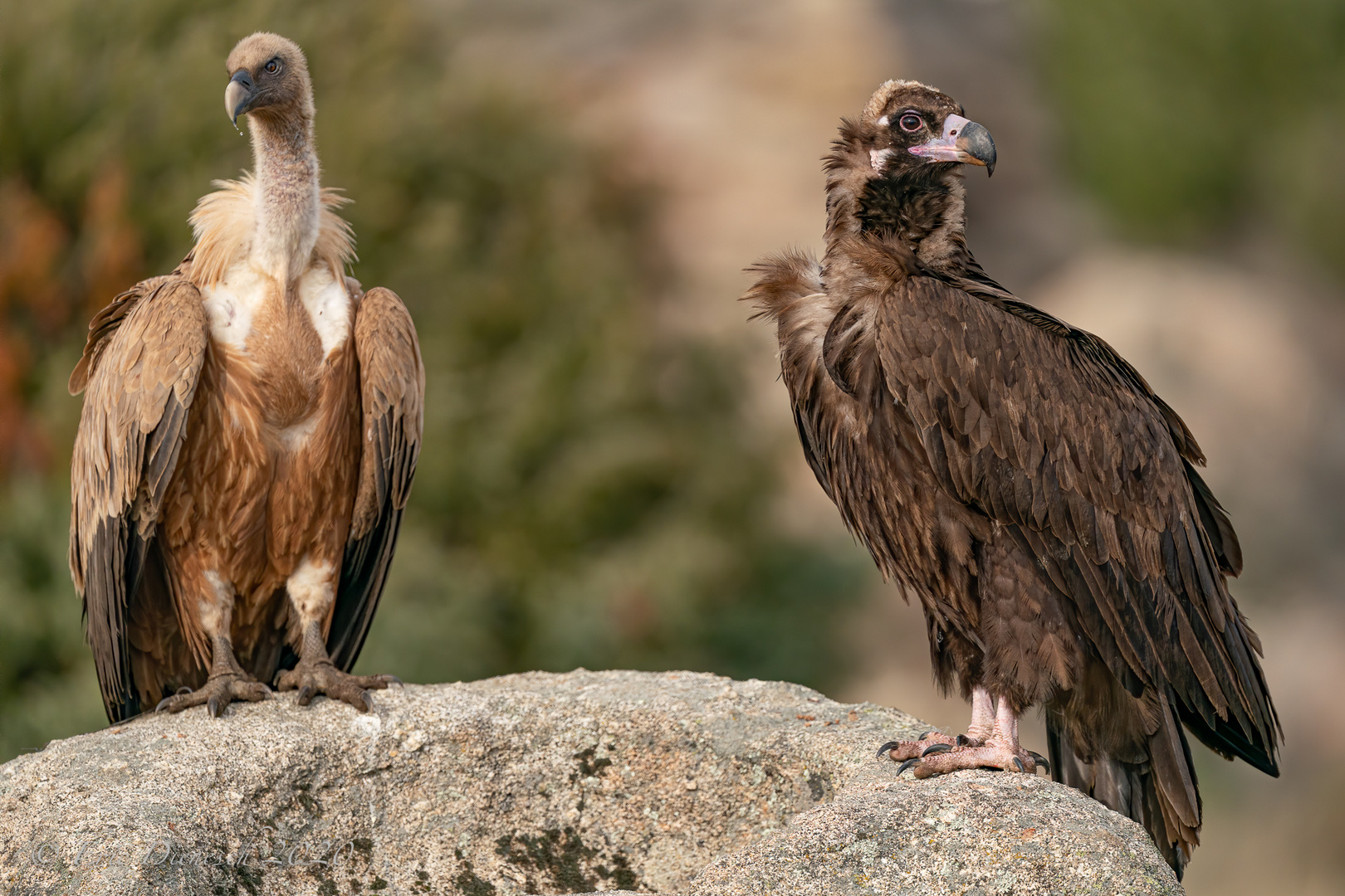 Gänsegeier und Mönchsgeier