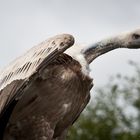 Gänsegeier vom Falkenhof Friedberg