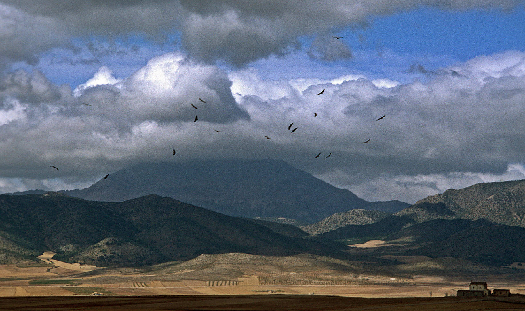 Gaensegeier vor der Sierra de Cazorla