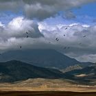 Gaensegeier vor der Sierra de Cazorla