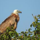 Gänsegeier - wildlife