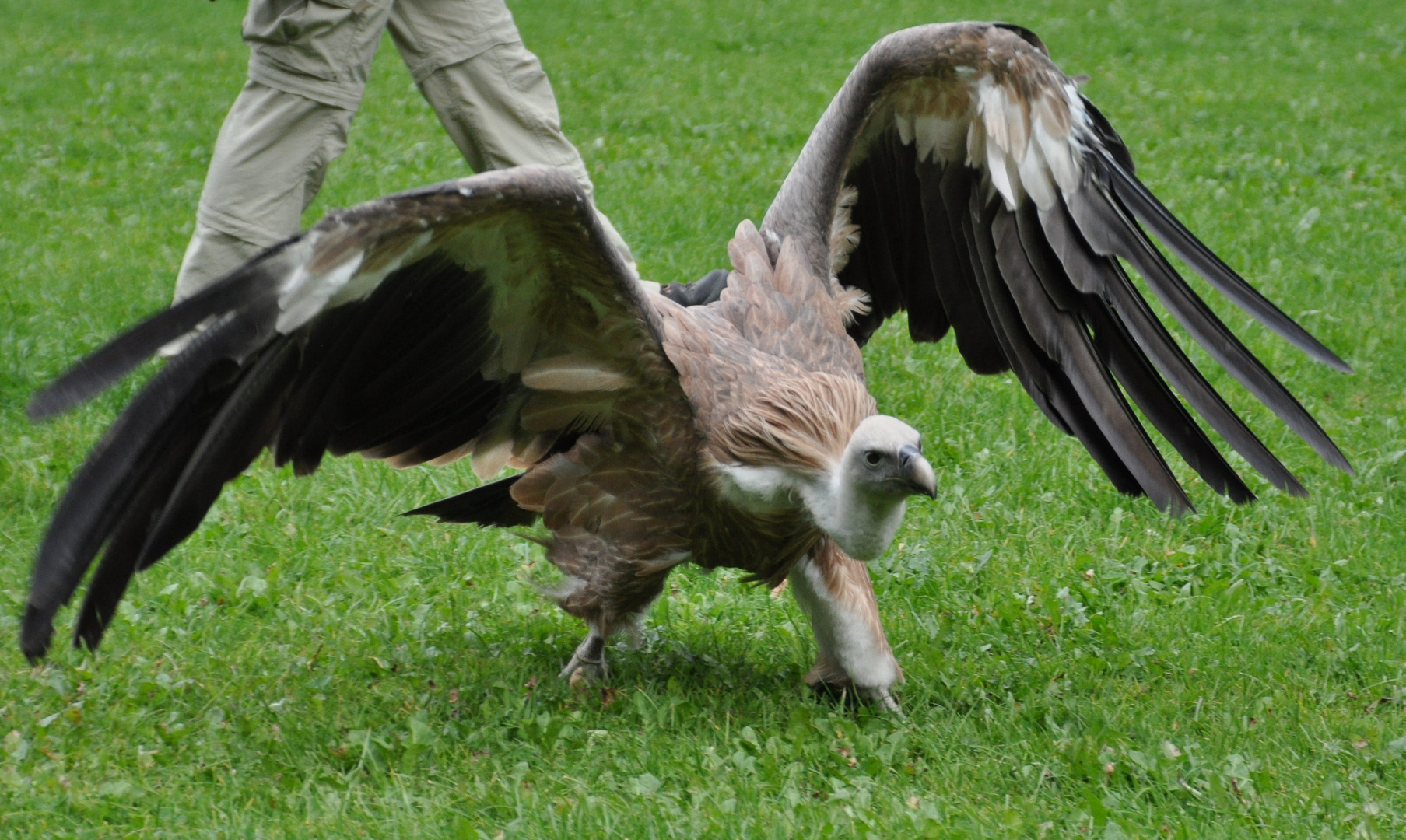 Gänsegeier "Willi" *2