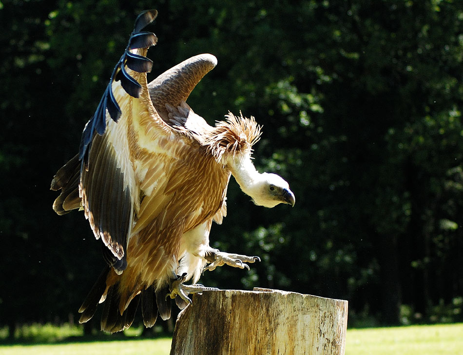 Gänsegeier "Willy"