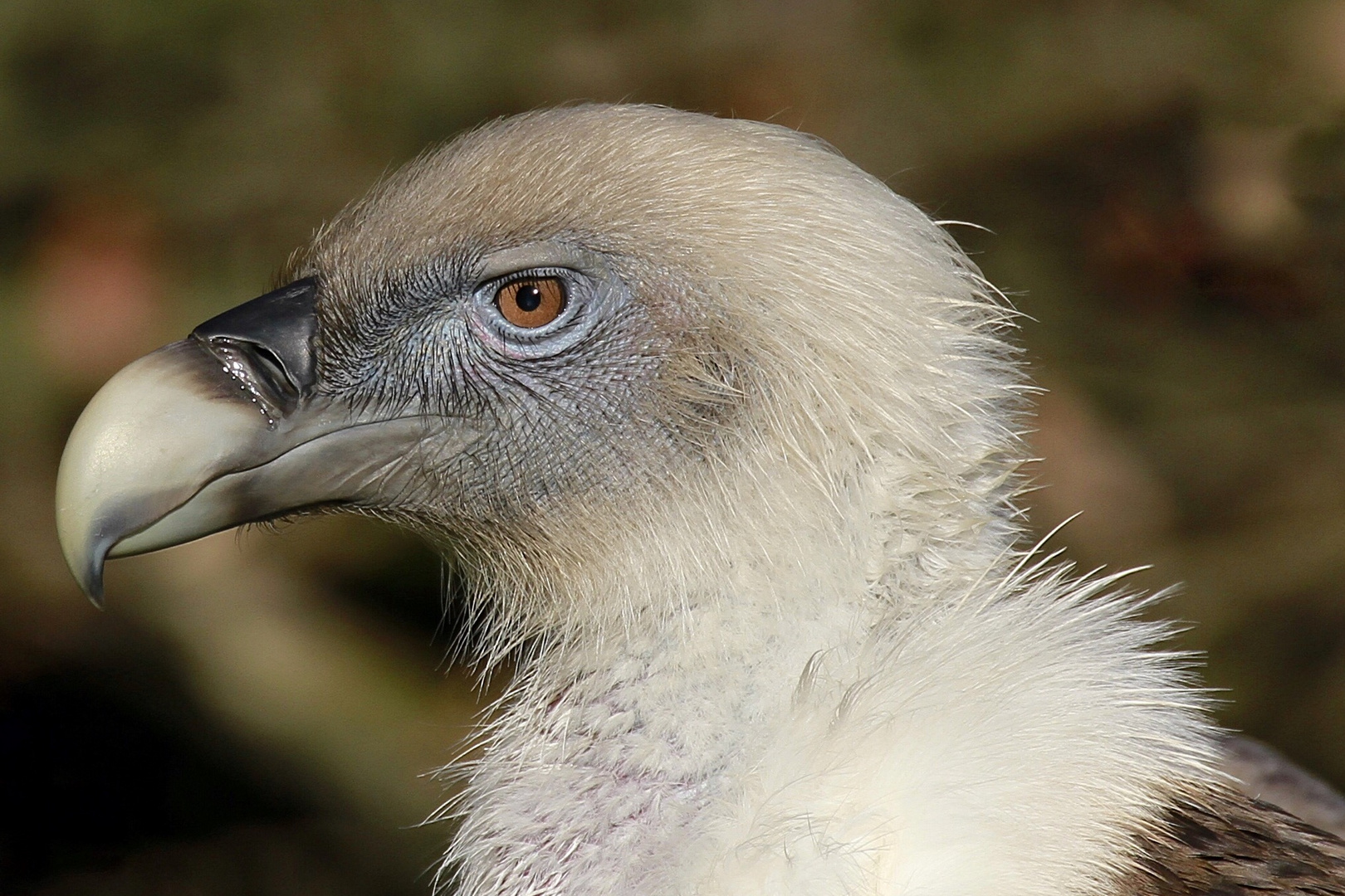 Gänsegeier Zoo Duisburg