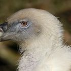 Gänsegeier Zoo Duisburg