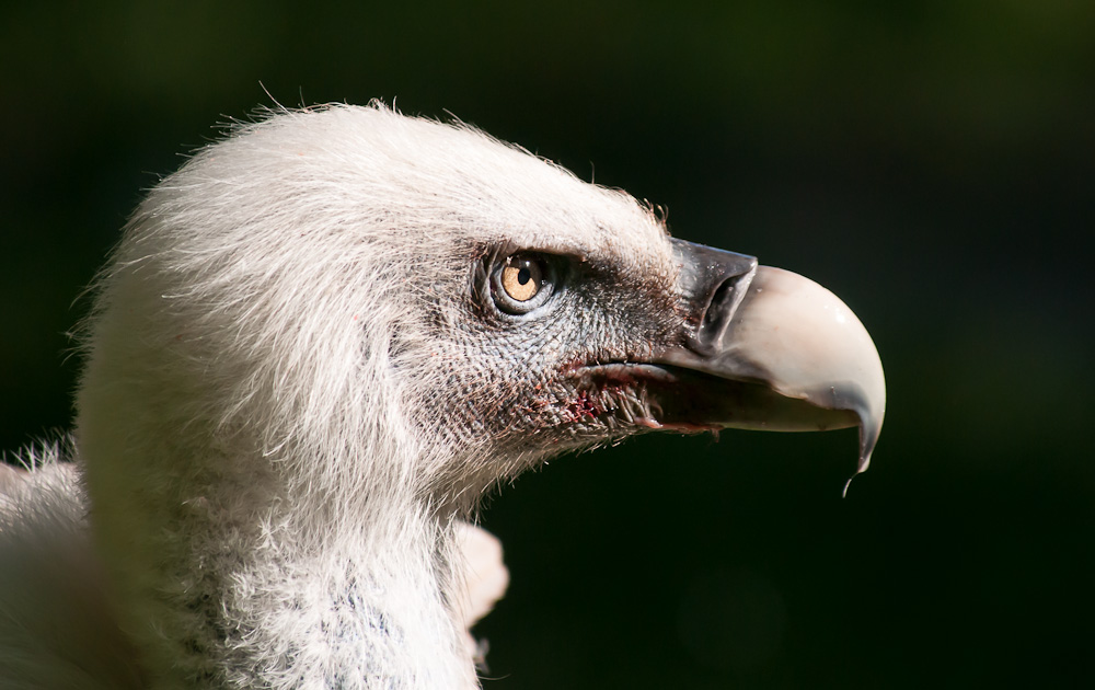 Gänsegeier * Zoo Duisburg