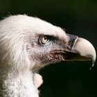 Gänsegeier * Zoo Duisburg