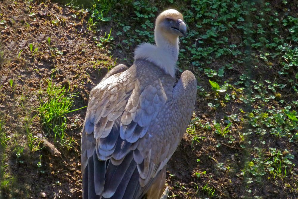 Gänsegeier (Zoo Neuwied)