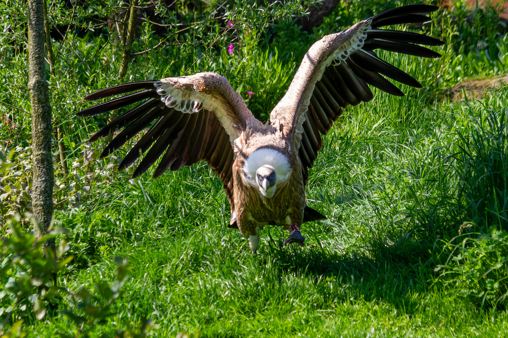 Gänsegeier zu Fuß!