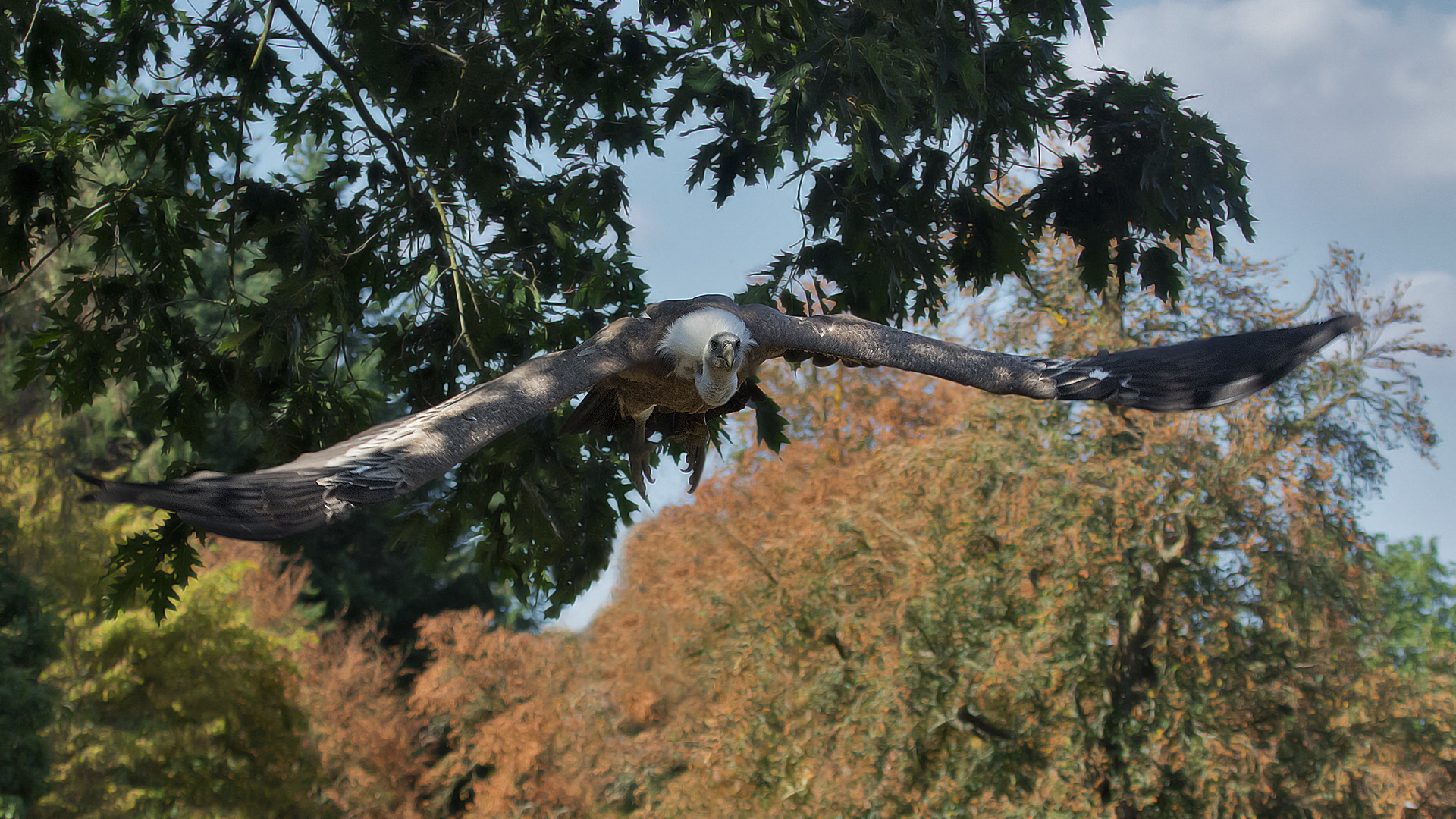 Gänsegeier.Frei lebend im Wildpark