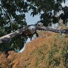 Gänsegeier.Frei lebend im Wildpark