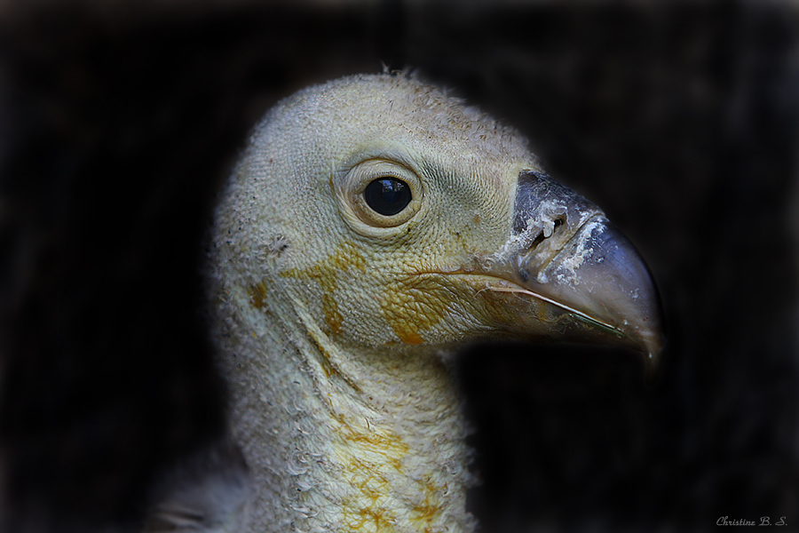 Gänsegeierjungtier ( Gyps fulvus)