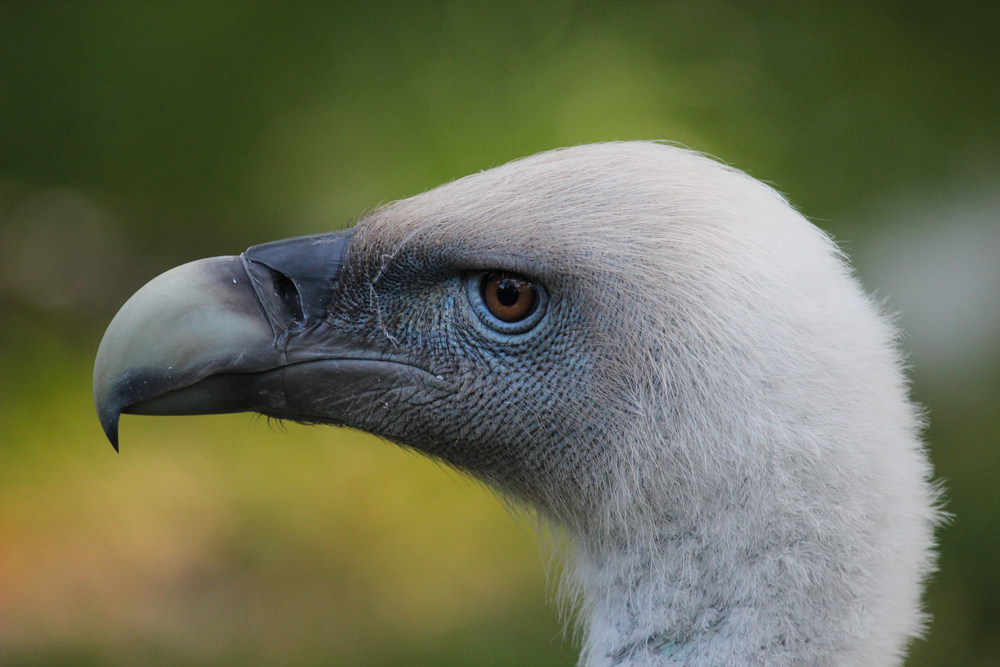 Gänsegeierportrait