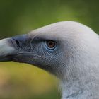 Gänsegeierportrait