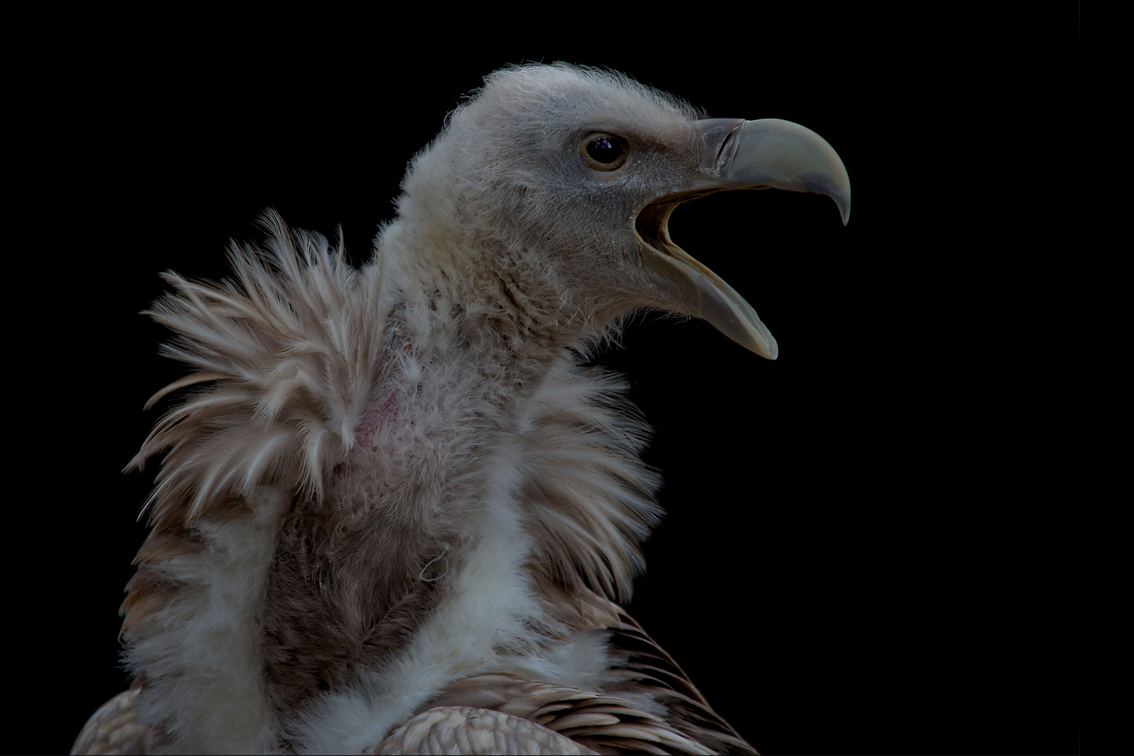 Gänsegeierportrait