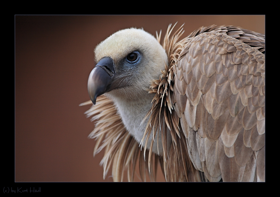 Gänsegeierportrait...