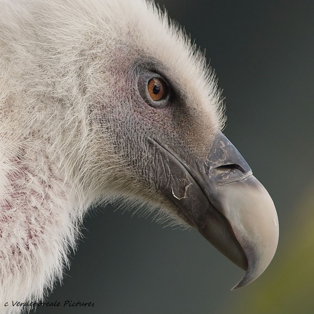 Gänsegeierportrait