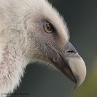 Gänsegeierportrait