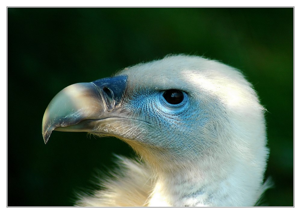 Gänsegeierportrait (Gyps fulvus)