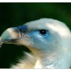 Gänsegeierportrait (Gyps fulvus)