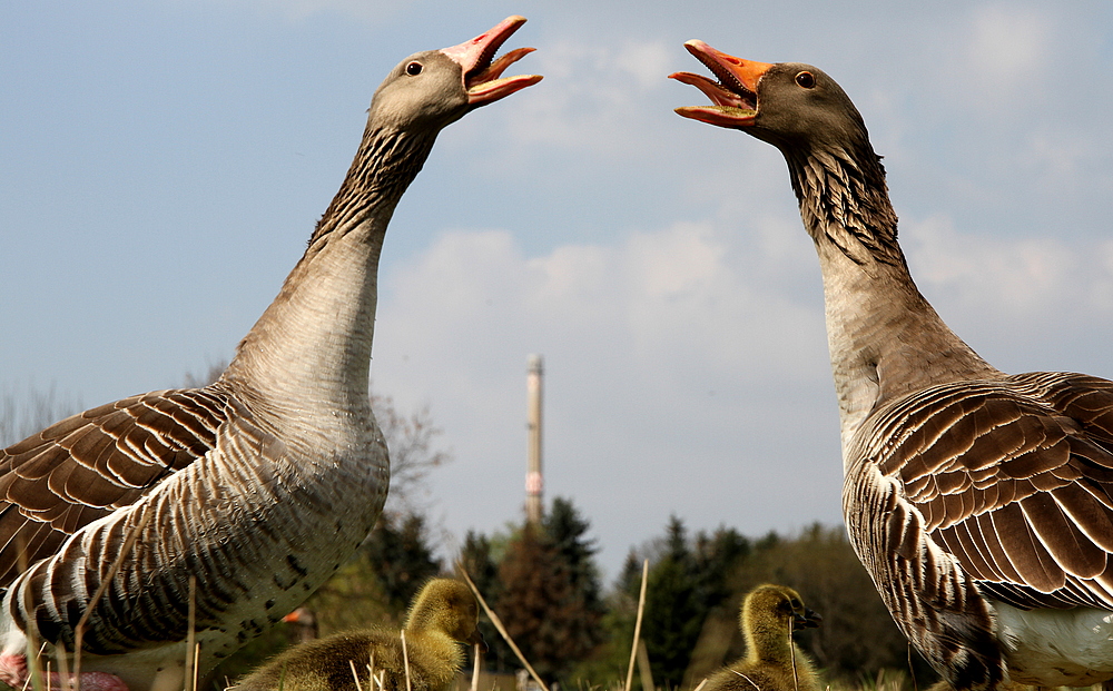 Gänsegesang