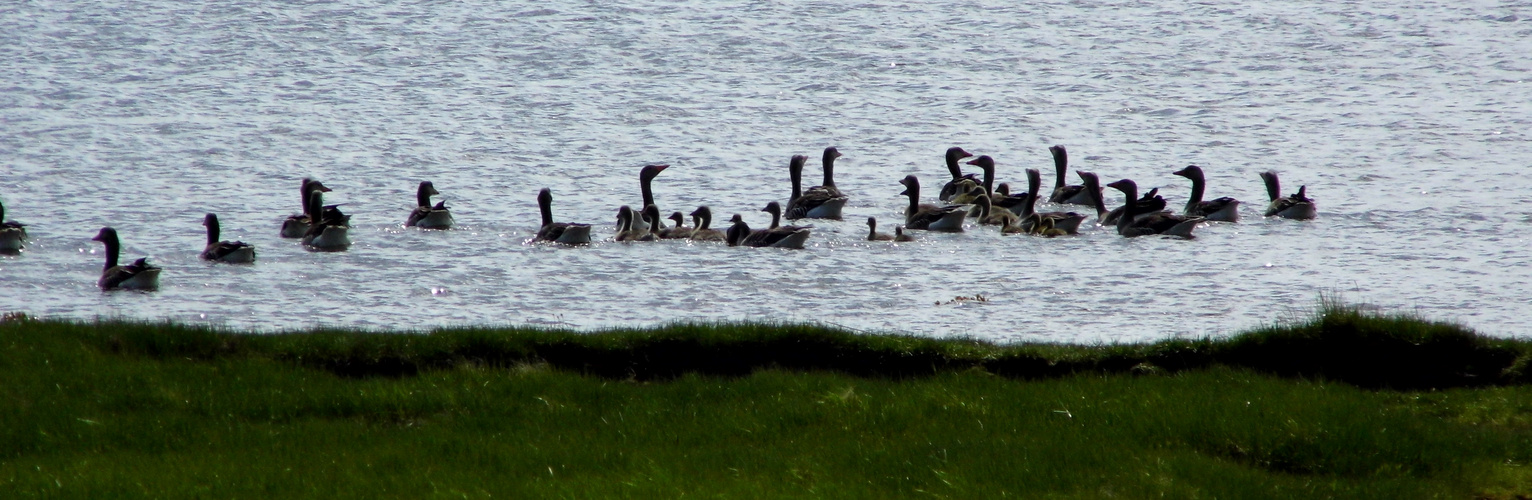 Gänsegeschwader