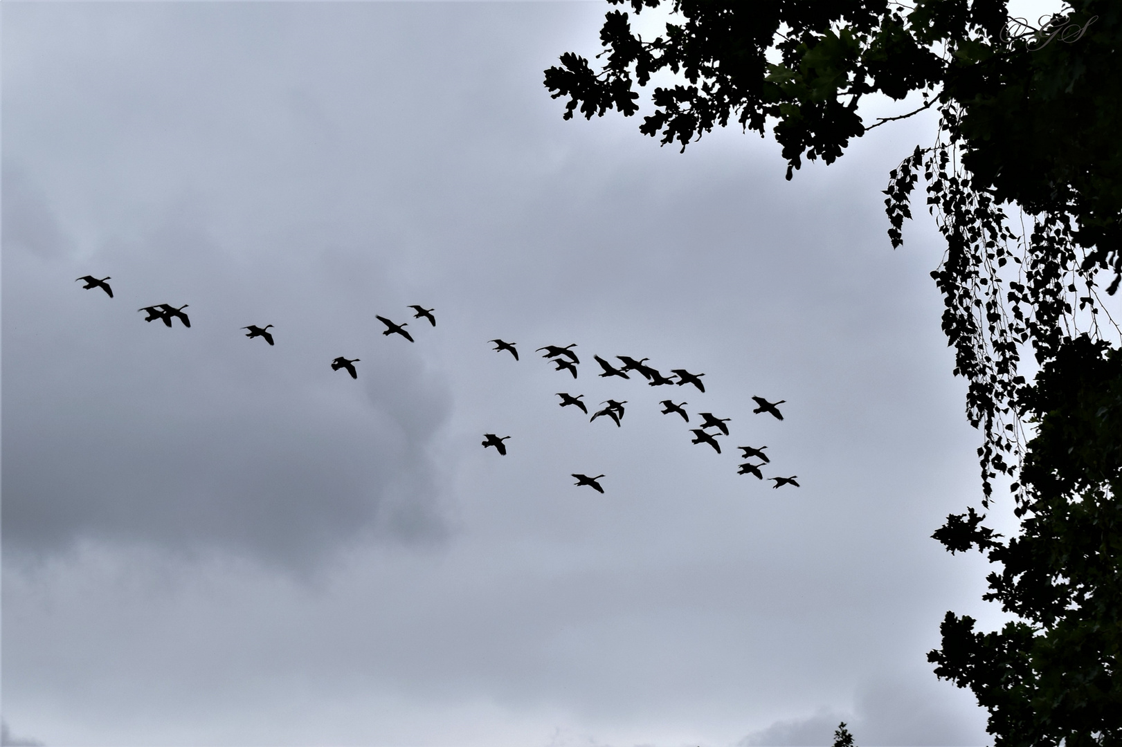 Gänsegeschwader im Anflug...