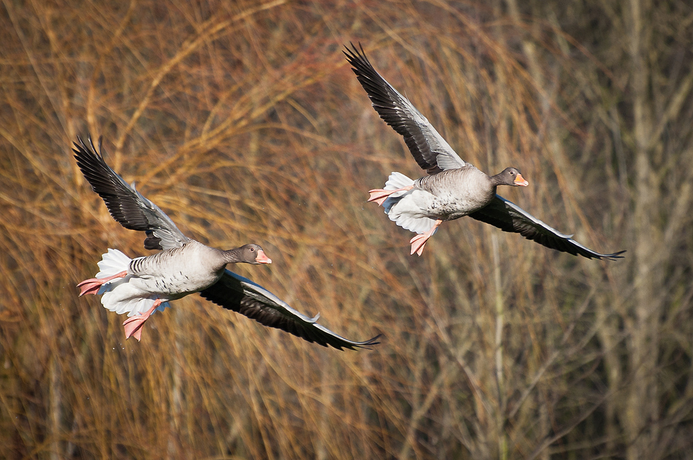 Gänsegeschwarder farbig