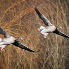 Gänsegeschwarder farbig