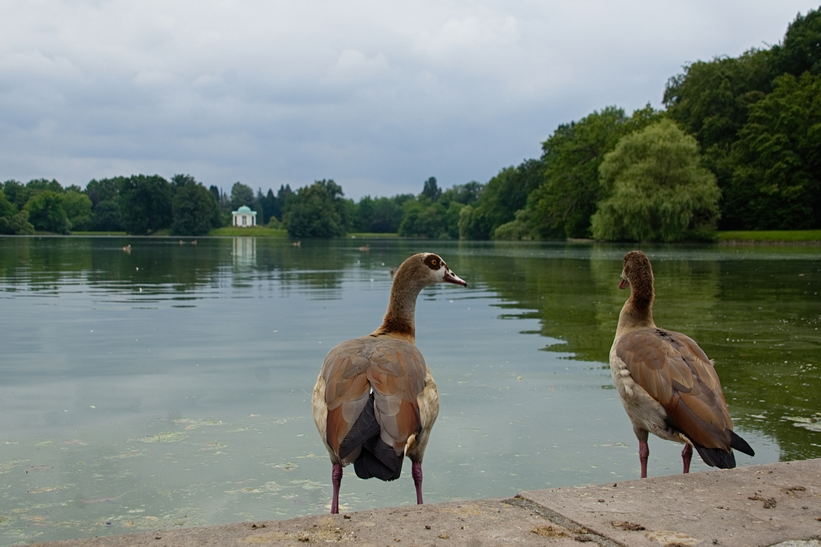 Gänsegespräch