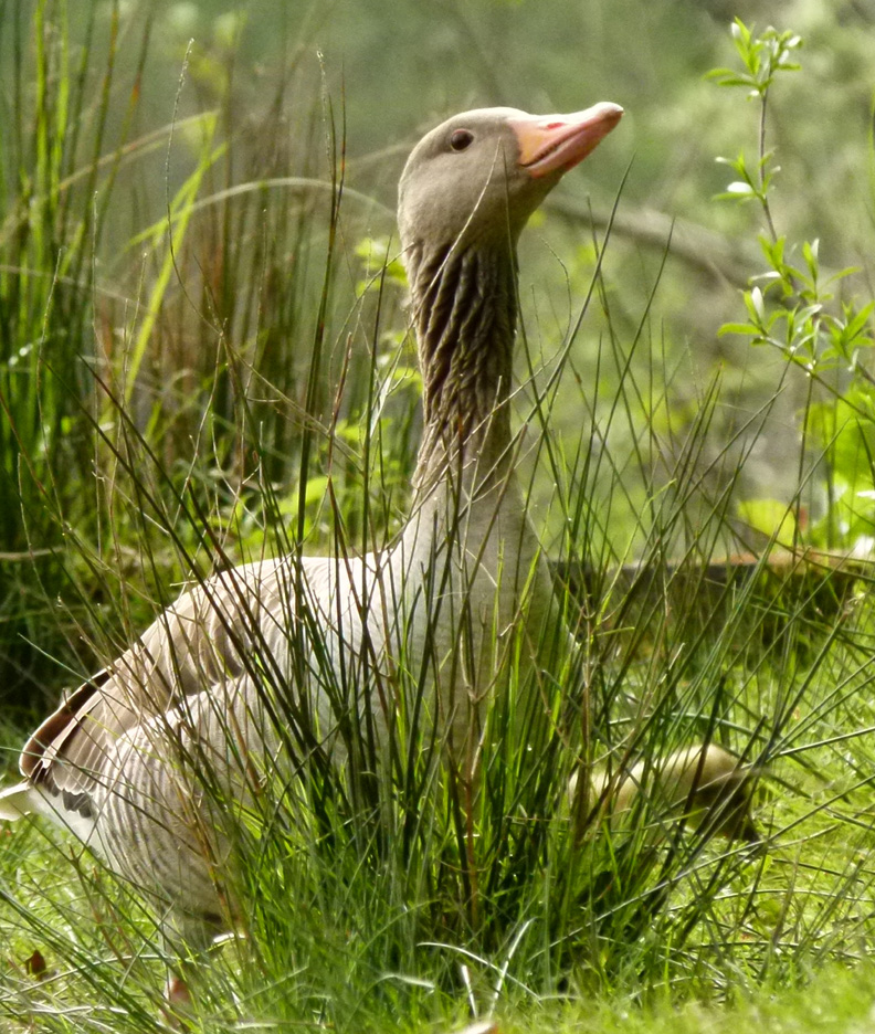 Gänseglück