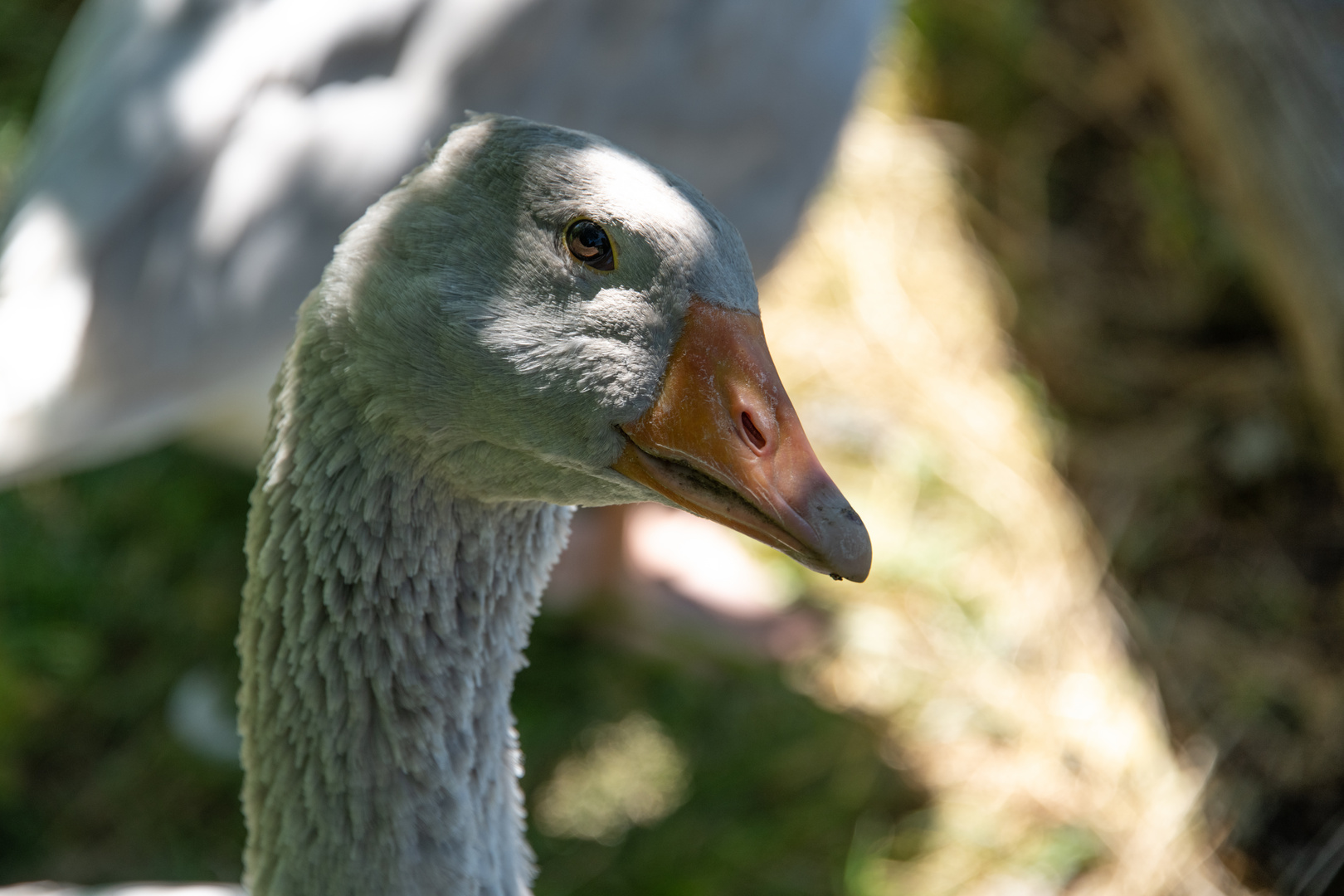 Gänseglück im Freilichtmuseum Oberpfalz