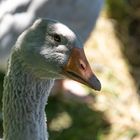 Gänseglück im Freilichtmuseum Oberpfalz