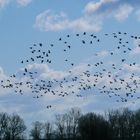 Gänsehimmel