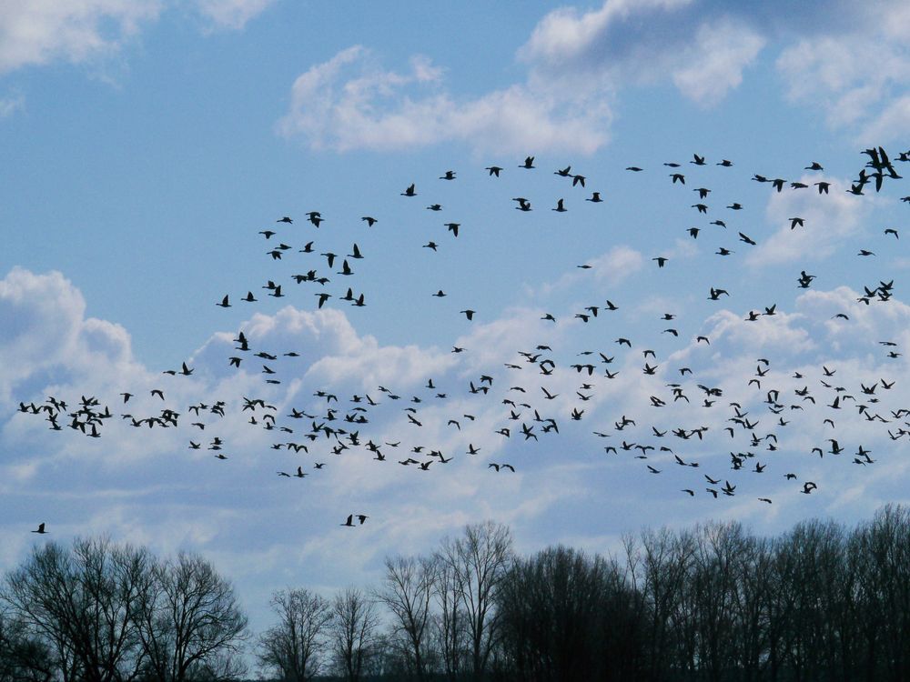 Gänsehimmel