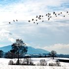 GÄNSEHIMMEL ÜBER DEM STAFFELSEE