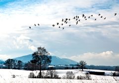 GÄNSEHIMMEL ÜBER DEM STAFFELSEE