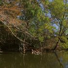 Gänseinsel im Herbstlicht