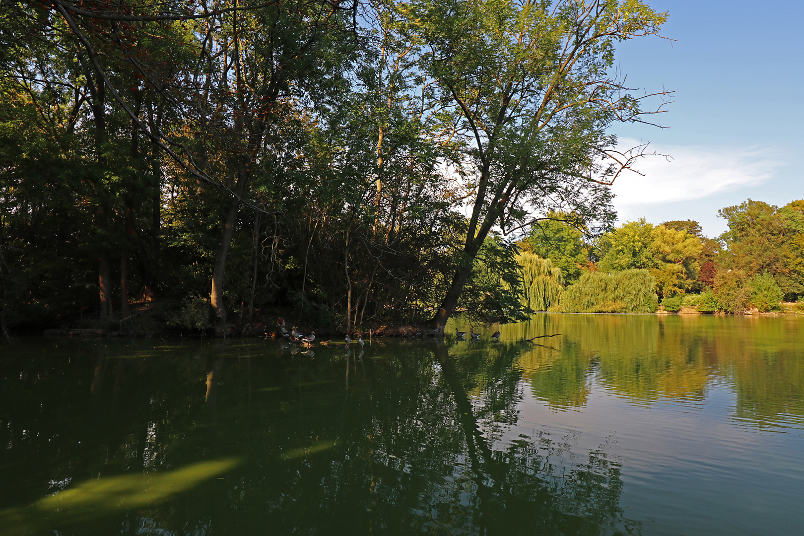 Gänseinsel im Südteich