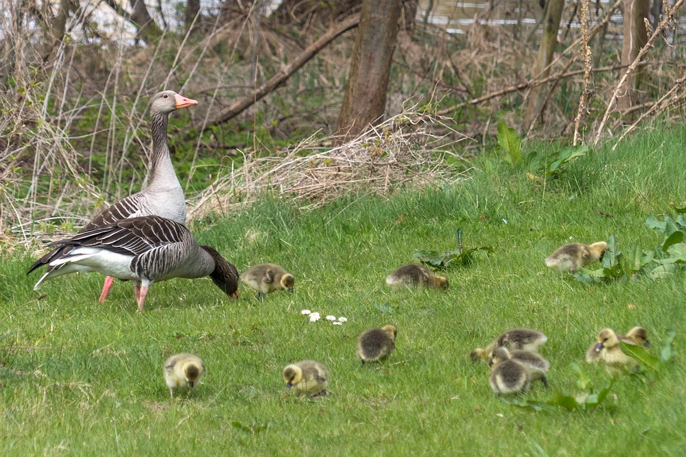 Gänseinvasion