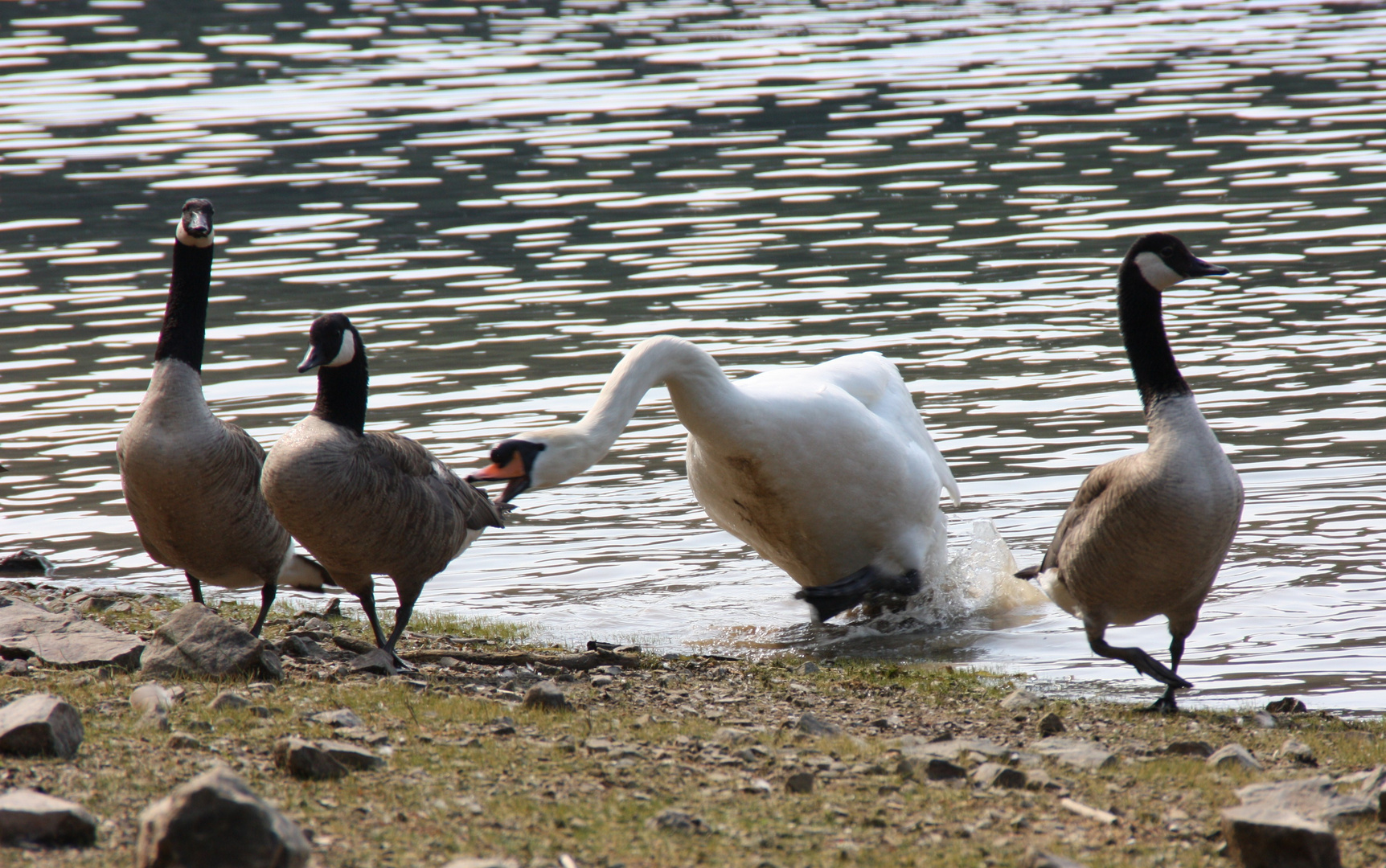 Gänsejagd